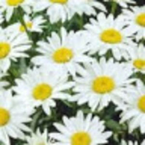 Meet your Posher, Hayley